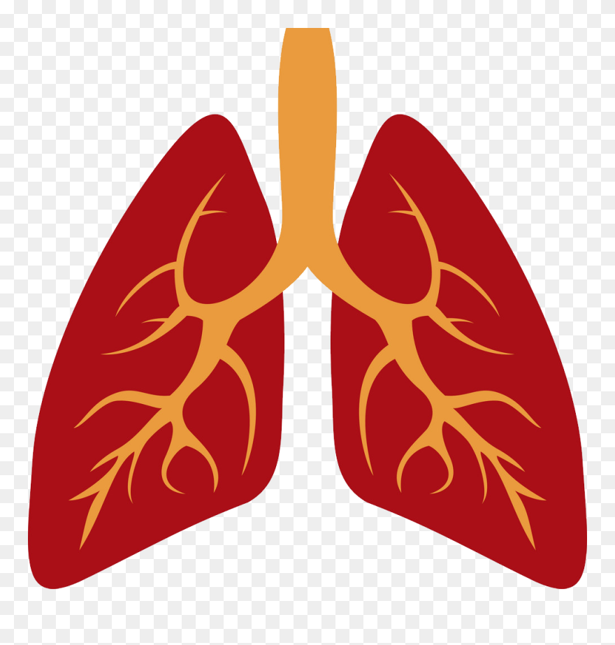 Lungs Png - Human Lung Lung Icon Clipart