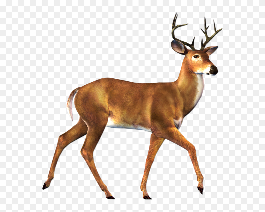 Deer Clipart Png Transparent Png