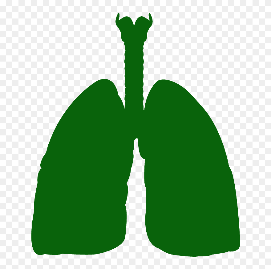 Chica Pulmones Icono Png Clipart