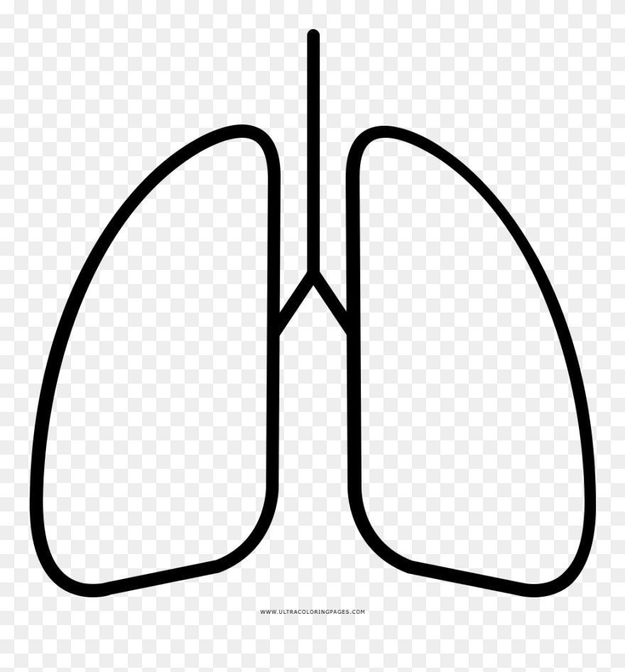 Download Lungs Coloring Page - Lung Drawing Clipart (#5538217) - PinClipart