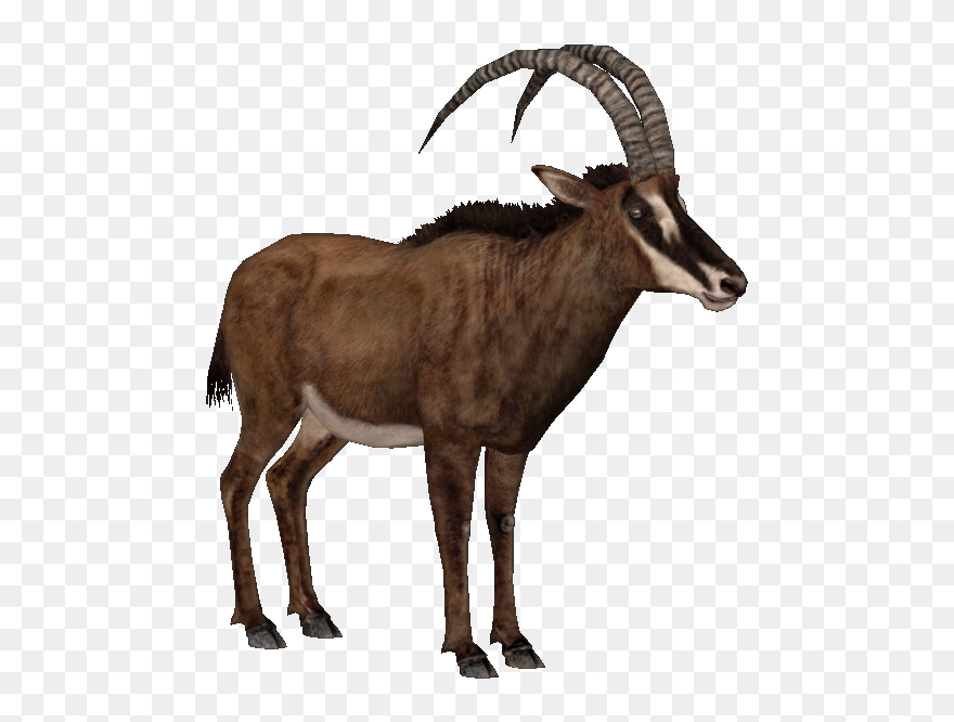 Transparent Antelope No Background Clipart