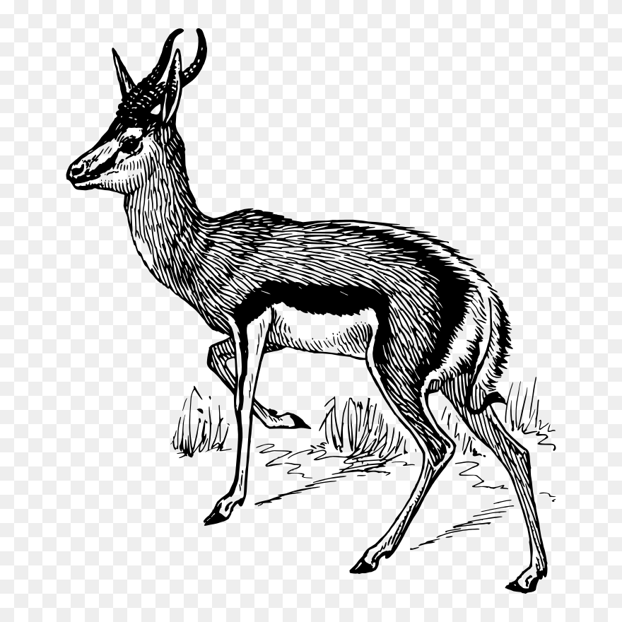 Springbok - Animal Springbuck Black And White Clipart - Png Download