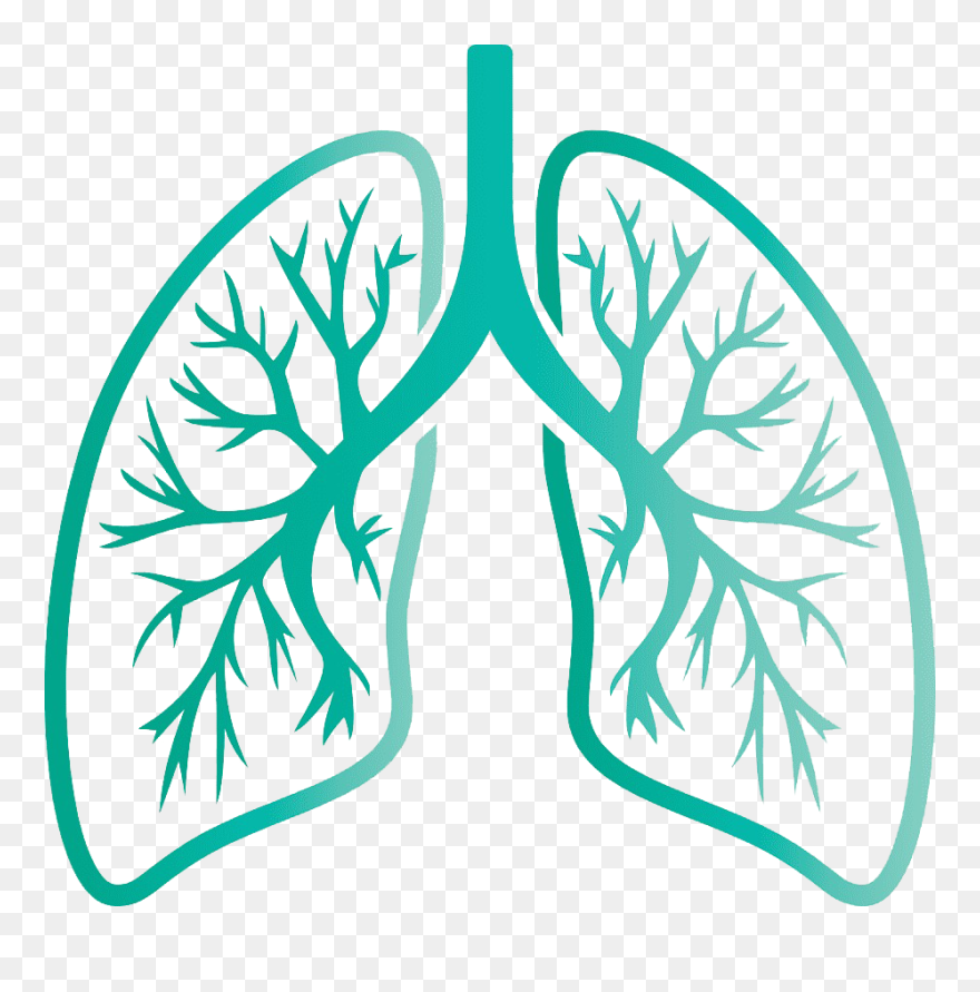 Lungs Transparent Images - Camping Des Mures Clipart