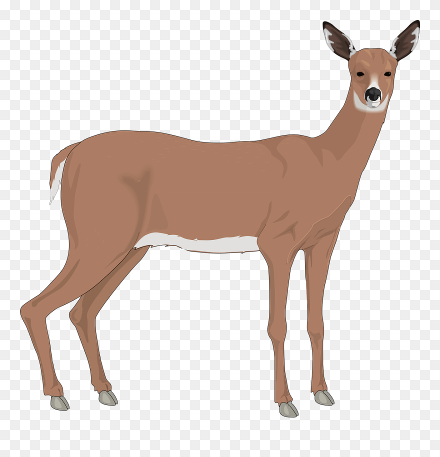Staring Deer Svg Clip Arts - White Tailed Deer Clipart - Png Download