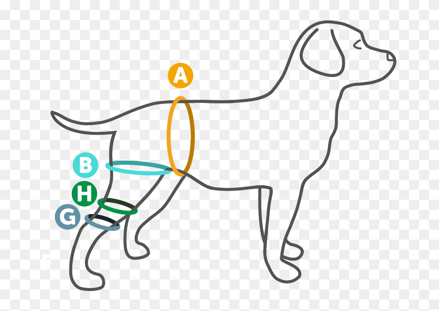 Measure A Dogs Knee Brace Clipart