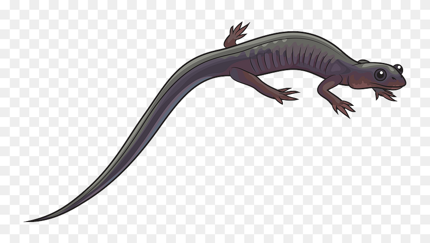 Northern Gray-cheeked Salamander Clipart - Salamander Clipart - Png Download