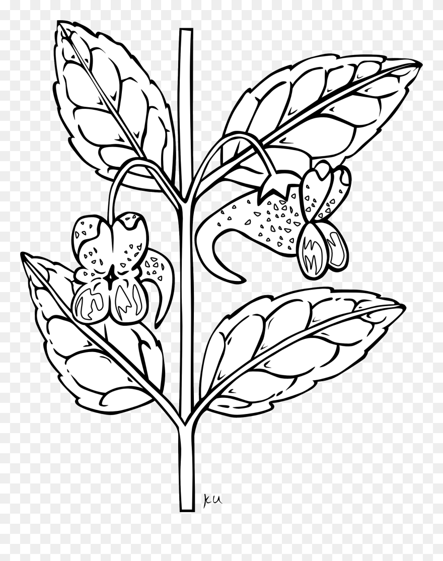 Outline Pictures Of Plants Clipart