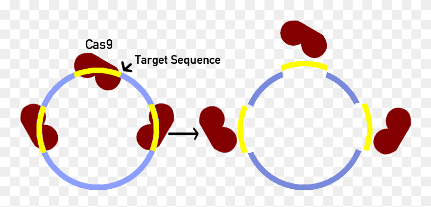 Transparent Sink And Float Clipart - Circle - Png Download