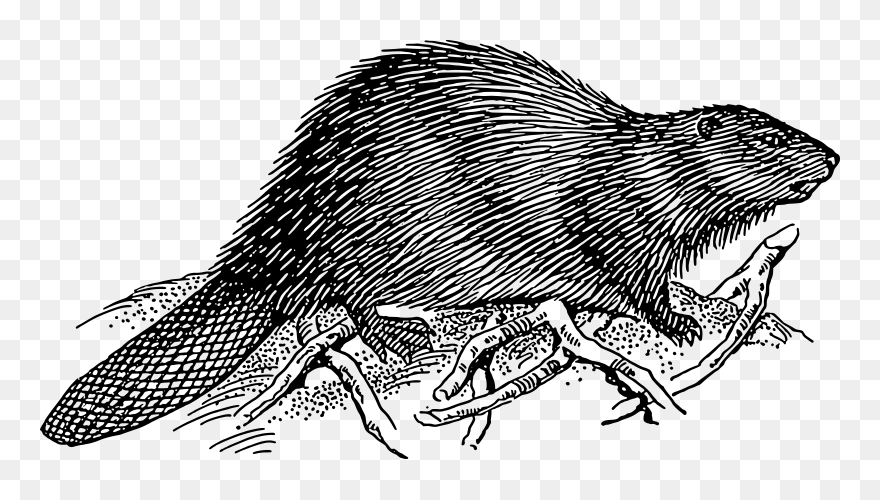 Beaver Svg Clip Arts - Beaver And Dam Drawing - Png Download