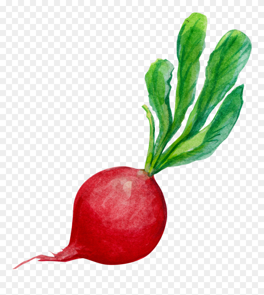 Radish Clipart Transparent 5 - Png Download