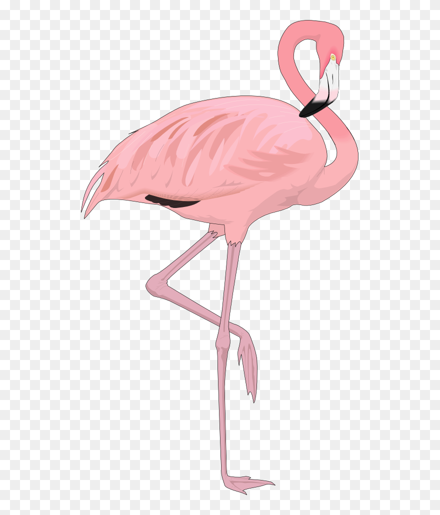 Flamingo Clipart U0026amp - Transparent Background Flamingo Png