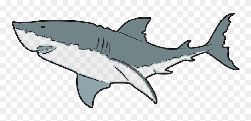 White, Color, Great, Ocean, Shark, Predator - Greatwhite Shark Outline Clipart