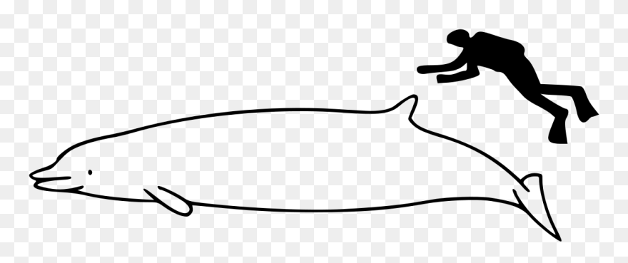 Beluga Whale Size Compared To Human Clipart