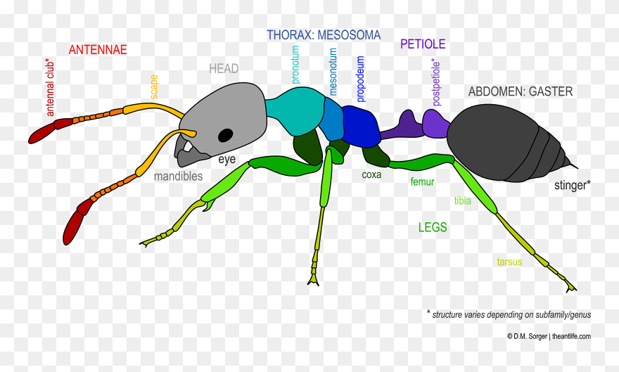 Anatomy The Life - Ant Clipart