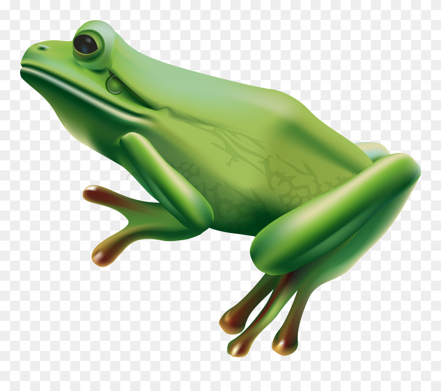 Frog Png Transparent Clip Art Image
