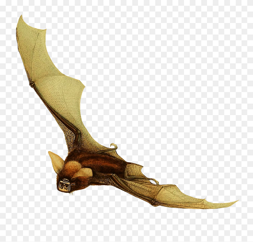 Timor Bat Clipart - Flying Bat Clipart - Png Download