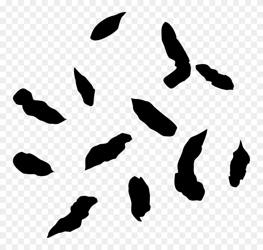 Frog Poop Vs Snake Poop Clipart