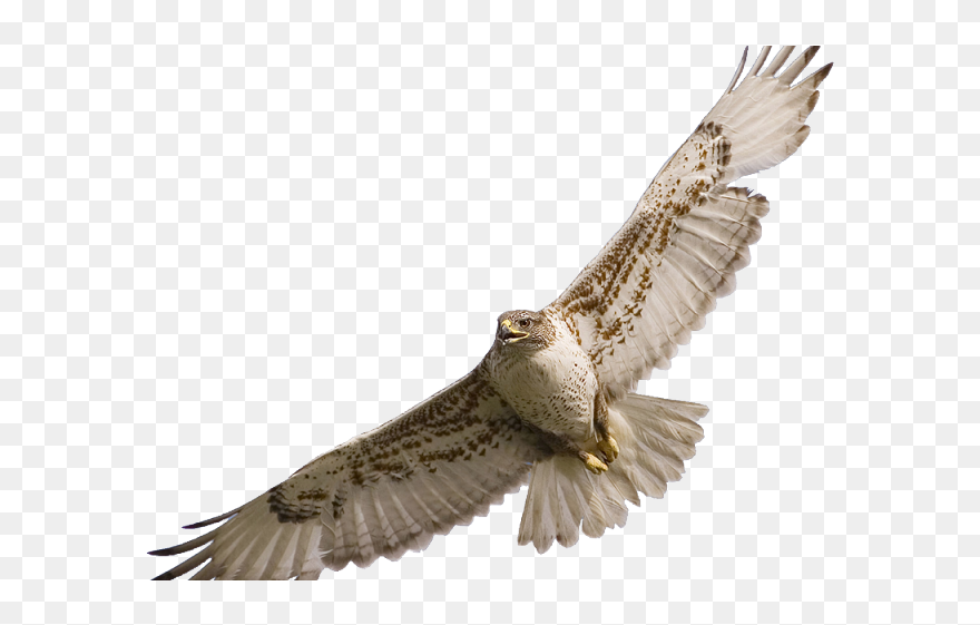 Flying Hawk Clipart - Hawk Flying Png Transparent Png