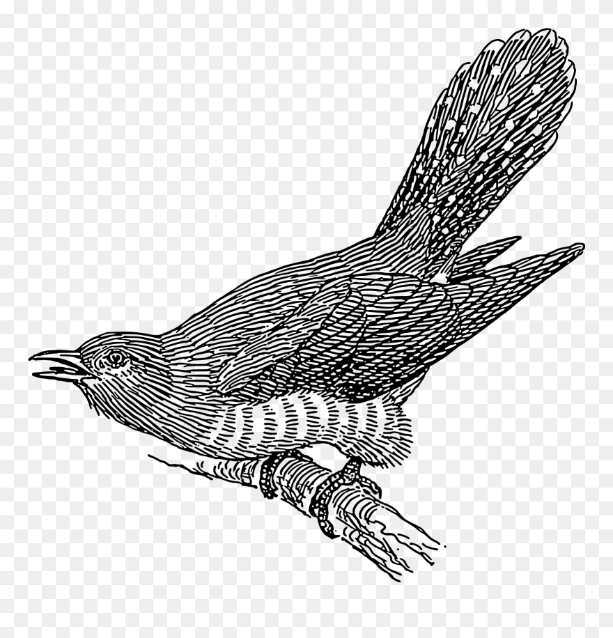 Cuckoo Bird Clipart Black And White - Png Download