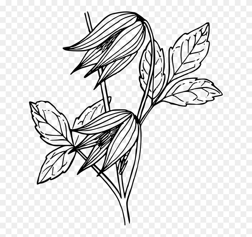 Art,symmetry,monochrome Photography - Tulip Flower Vines Drawings Clipart