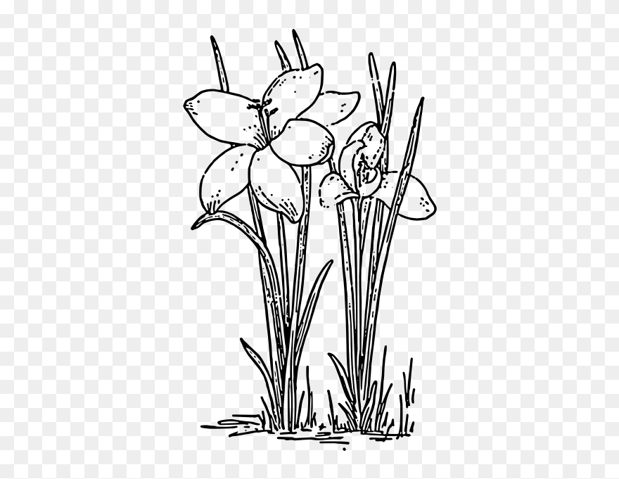 Crocus - Krokusy Cliparts - Png Download