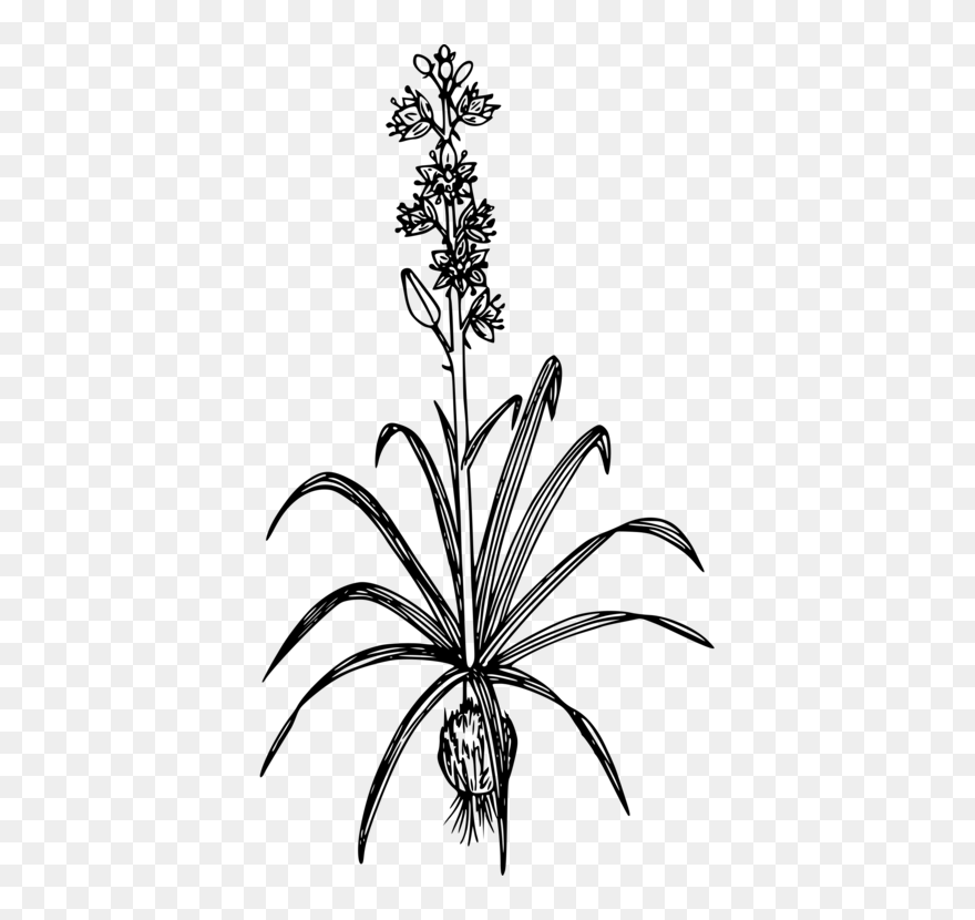 Line Art,plant,flora - Camas Plant Drawing Clipart
