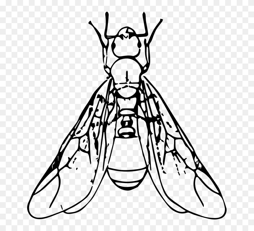 Ant With Wings Clipart Black And White , Png Download - Ant With Wings Clipart Transparent Png