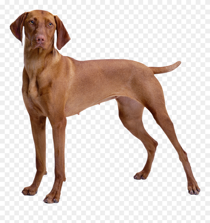 Dog Png Clipart Banner Brown Dog Png Clipart - Vizsla Weimaraner Dog Breeds Transparent Png