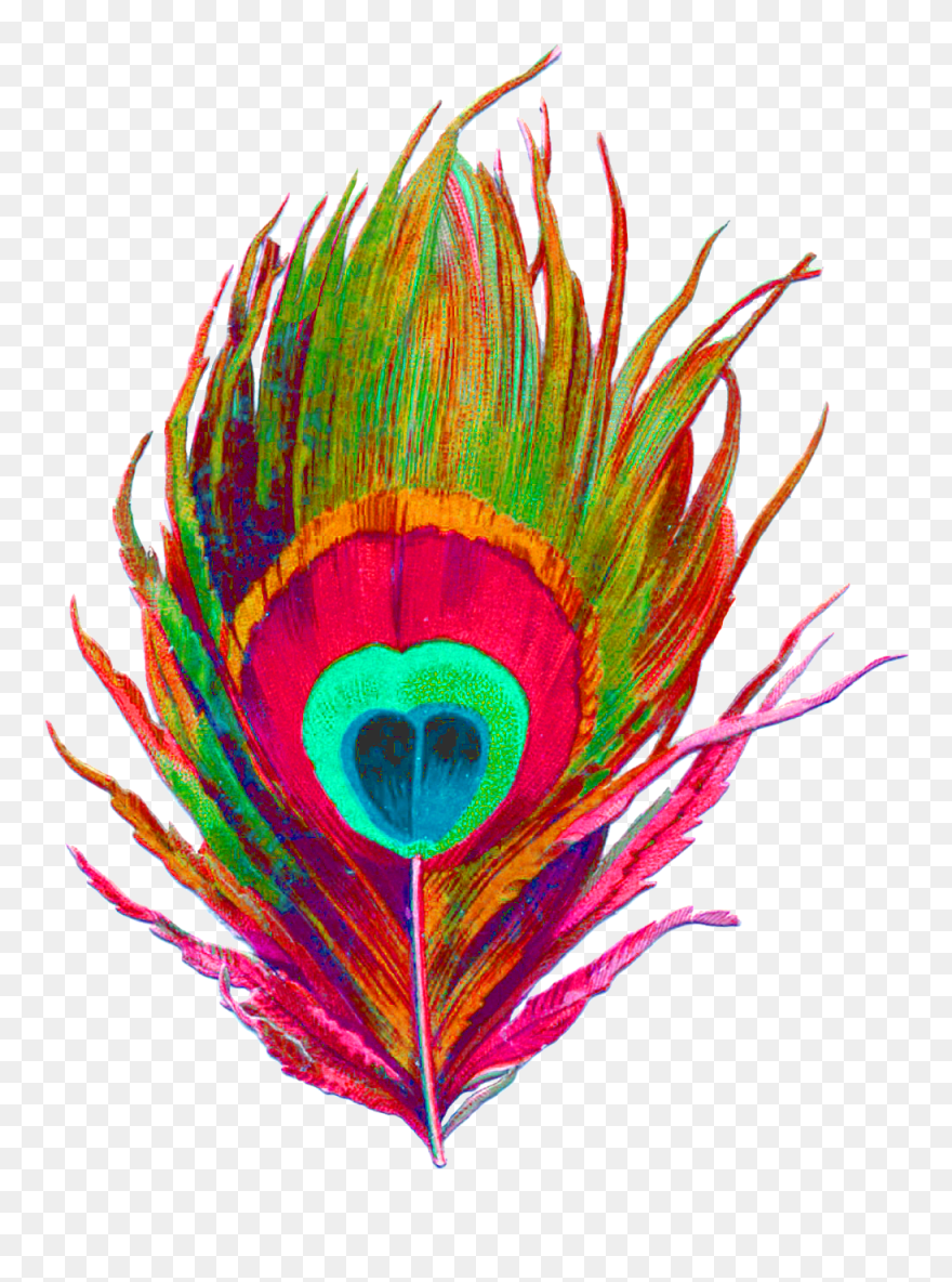 Transparent Peacock Feather Png - Transparent Background Peacock Feather Png Clipart