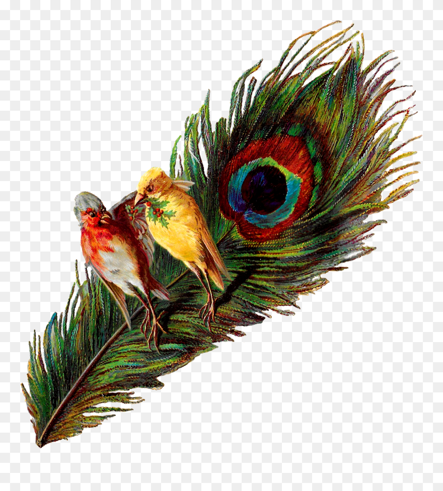 Transparent Feather Clipart - Bird Peacock Feather - Png Download