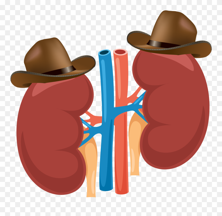 9 Great Herbs For Kidney Cleansing Clipart