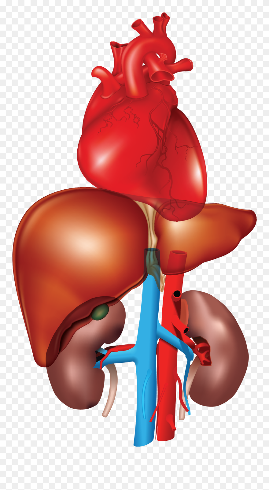 Heart, Liver, Kidney - Heart Liver And Kidney Clipart