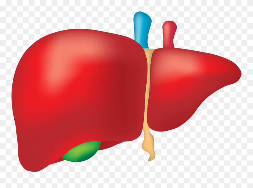 Liver Clipart - Liver Organ Png Transparent Png