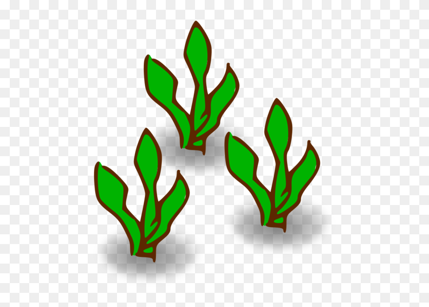 Transparent Family Leaf Plant Flower Clipart For People - Kelp Clipart - Png Download