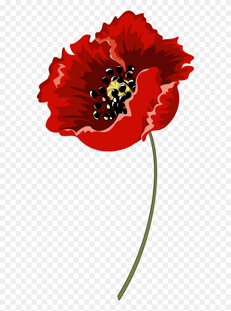Transparent Family Flower Plant Flora Clipart For People - Poppy - Png Download