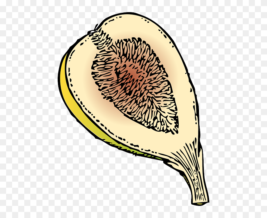 Fig, Fruit, Plant, Ripe, Sweet, Tasty - Fig Clip Art - Png Download
