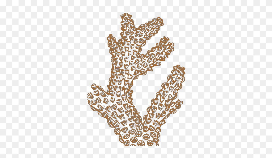 Brown Coral Png Images - Draw Brain Coral Clipart