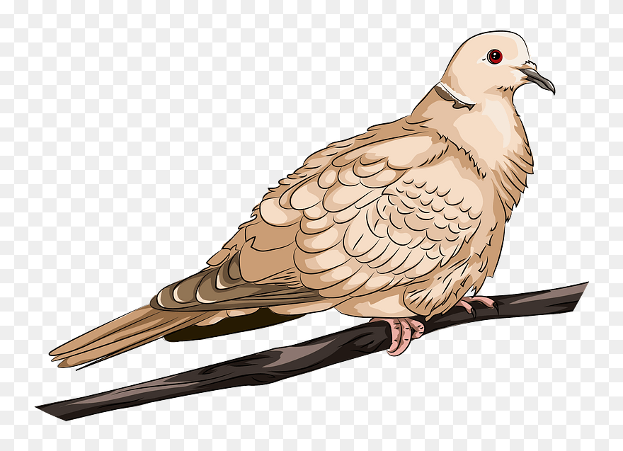 Collared Dove Clipart - Pigeons And Doves - Png Download