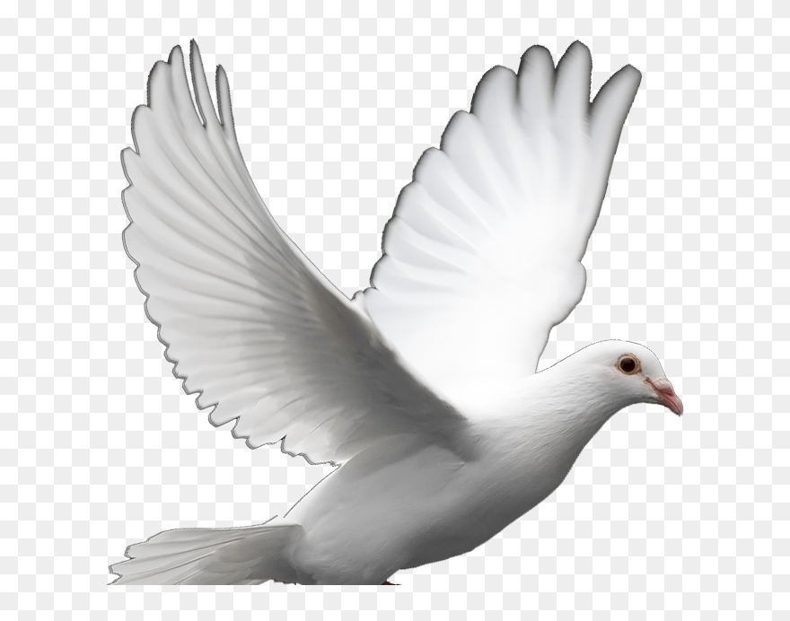 Transparent Dove Clipart - Transparent Background Dove Png