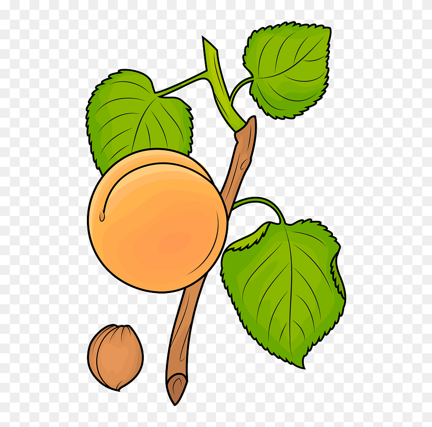 Apricot On The Branch Clipart - Png Download