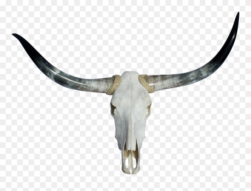 Texas Longhorn English Longhorn Skull - Transparent Bull Skull Png Clipart