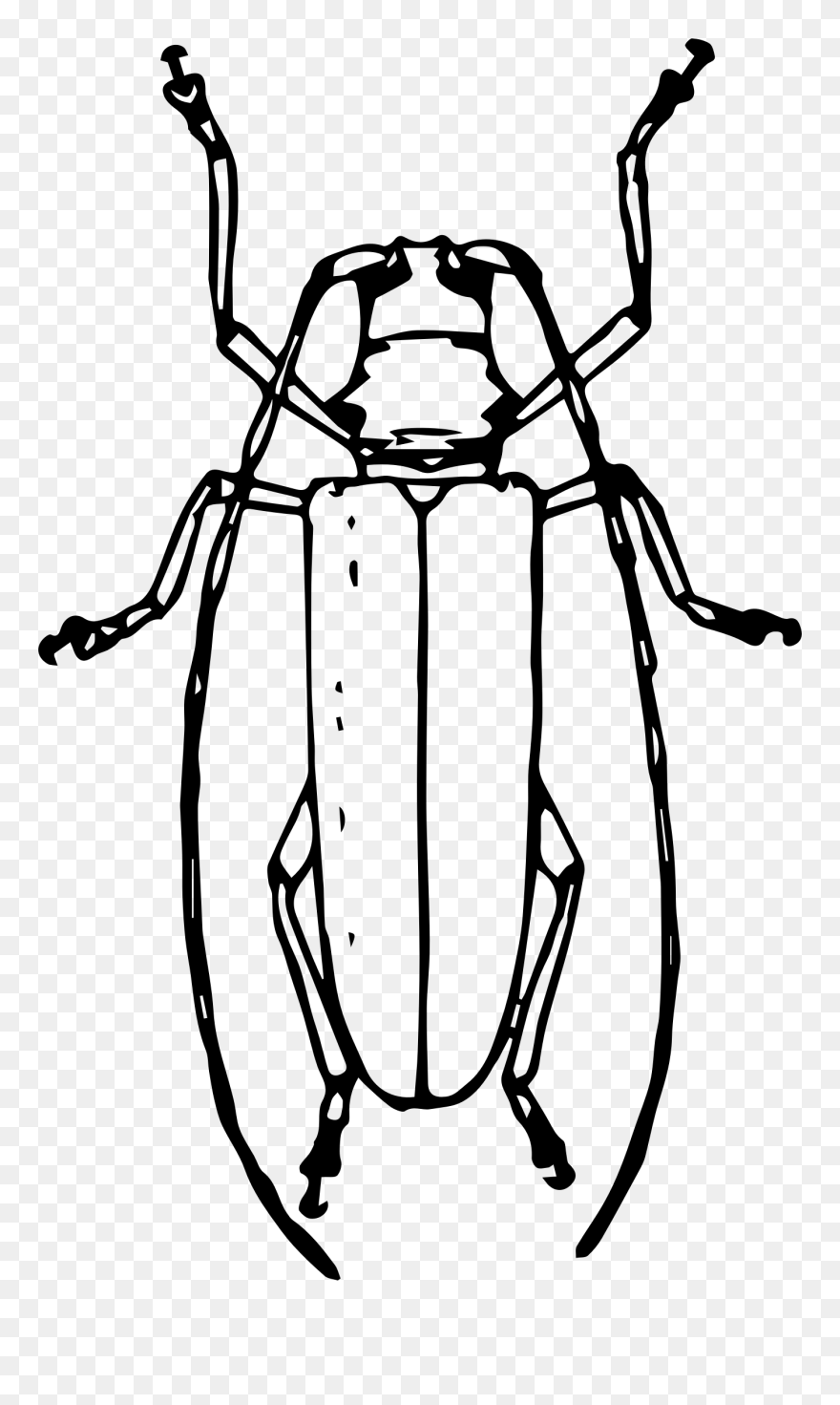 Collection Of Free Texas Drawing Line Download On Ui - Draw An Emerald Ash Borer Clipart