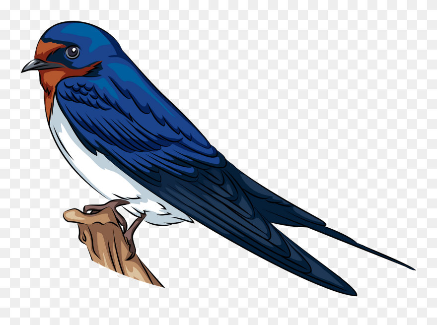 Barn Swallow Clipart - Swallow Clipart - Png Download