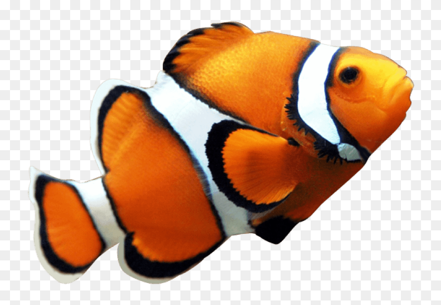 Transparent Finding Nemo Marlin Png - Transparent Background Clown Fish Png Clipart