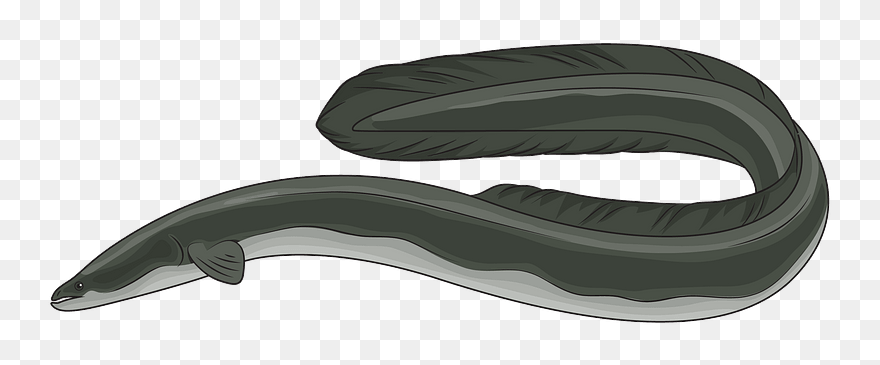 American Eel Clipart - Conger Eel - Png Download