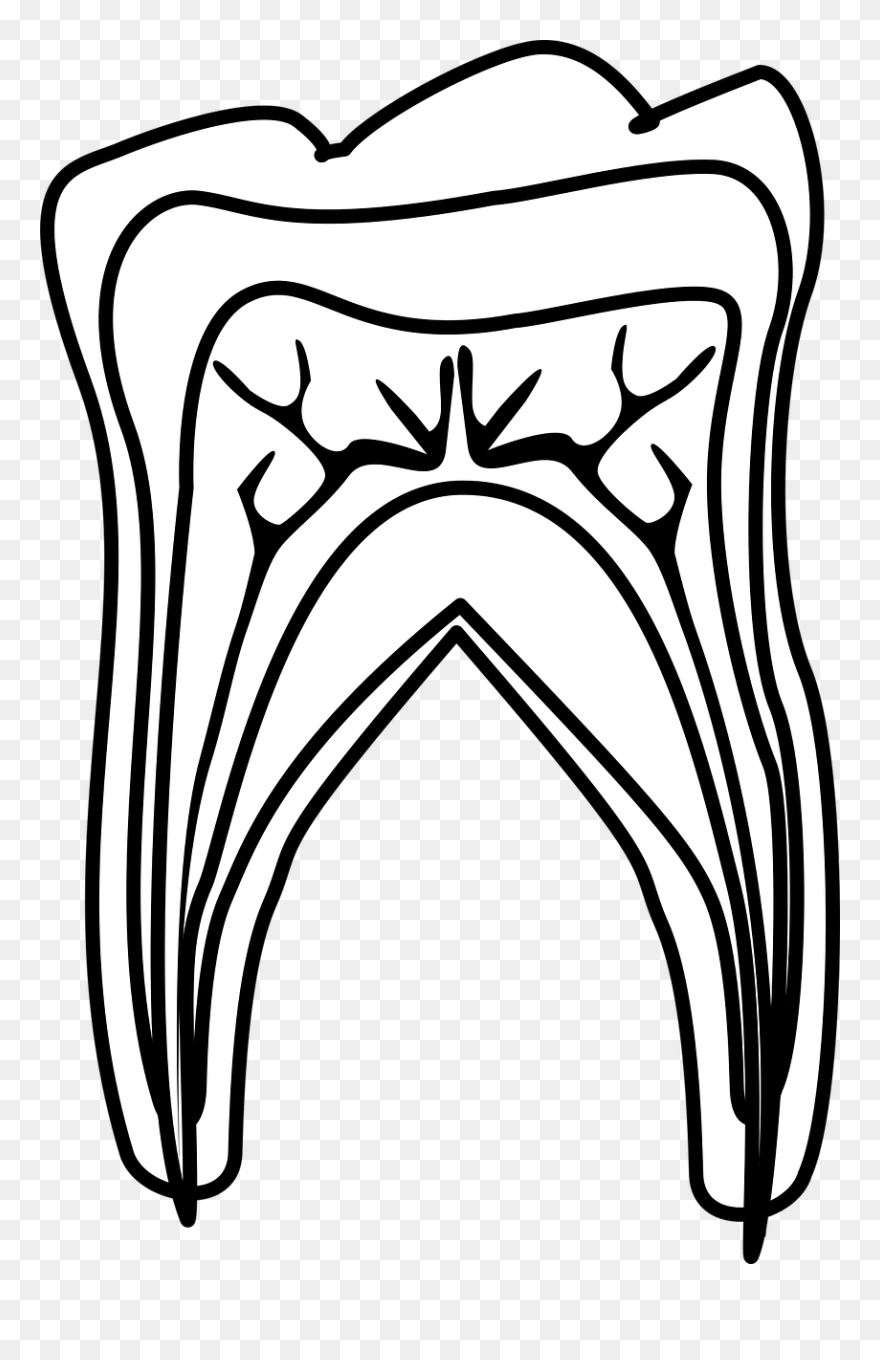 Graphic, Molar Diagram, Molar, Tooth, Teeth, Tooth - Line Art Clipart
