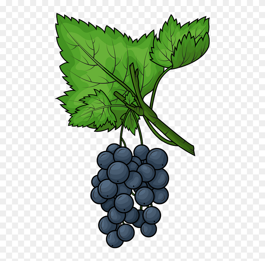 Black Grape Clipart - Seedless Fruit - Png Download