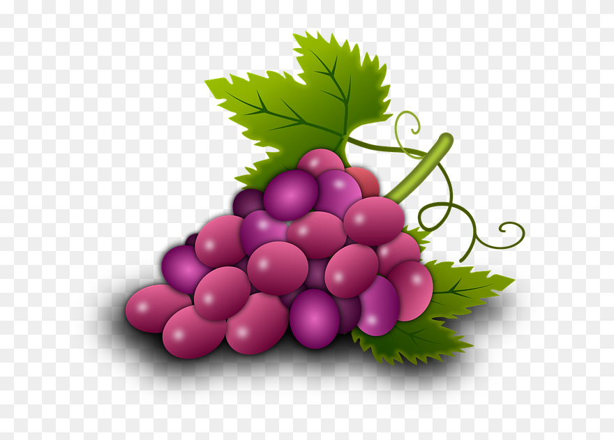 Illustration Grapes Vine Vineyard Wine - อ งุ่่ น Png Clipart