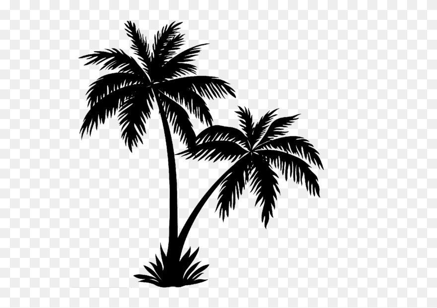 Arecaceae Tree Drawing Pine Clipart