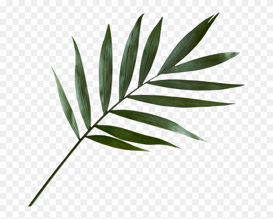 Green Palm Leaf Png Clipart